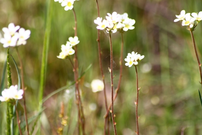 Saxifraga bulbifera